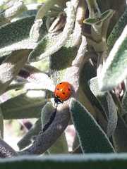 Coccinella septempunctata