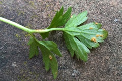 Aecidium ranunculi-acris