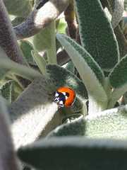 Coccinella septempunctata