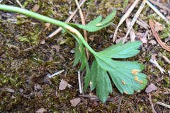 Aecidium ranunculi-acris