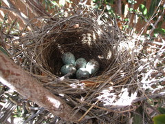 Aphelocoma woodhouseii