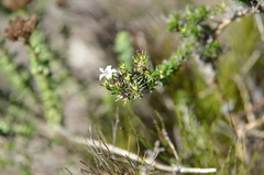 Wahlenbergia calcarea