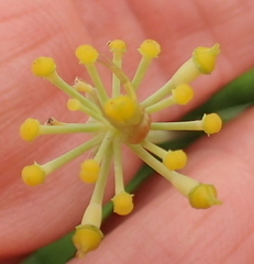 Afrosciadium caffrum