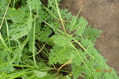 Afrosciadium caffrum