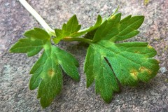 Aecidium ranunculi-acris