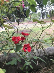Magnoliopsida