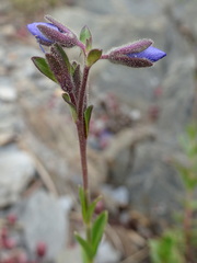 Veronica fruticans