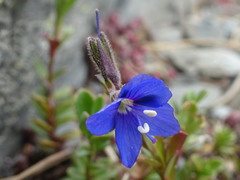 Veronica fruticans