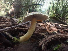 Stropharia formosa