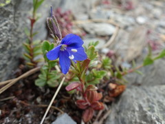 Veronica fruticans