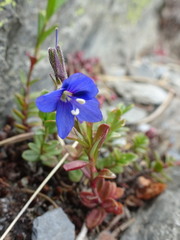 Veronica fruticans