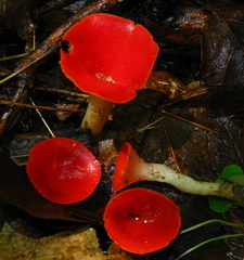 Sarcoscypha occidentalis