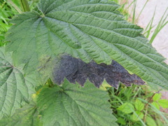 Agromyza pseudoreptans