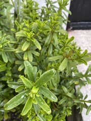 Peperomia ilaloensis