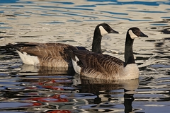 Branta canadensis