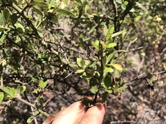 Ceanothus fendleri