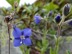 Veronica fruticans