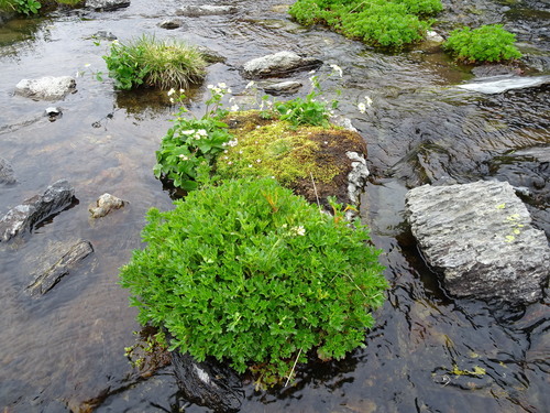Image of Saxifraga aquatica by (c) Thomas Koffel, some rights reserved (CC BY)