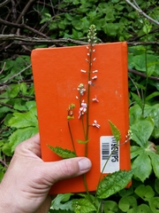 Iodanthus pinnatifidus