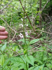 Iodanthus pinnatifidus