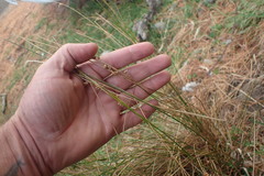Juncus distegus