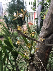 Orchidaceae