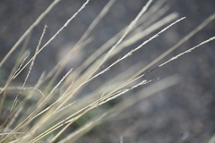 Muhlenbergia alopecuroides