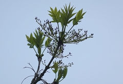 Fraxinus excelsior