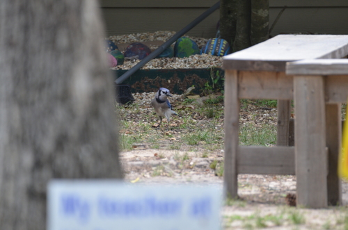 Blue Jay photographed in Louisiana