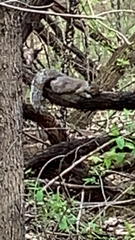 Sciurus carolinensis