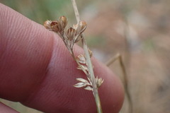 Juncus distegus