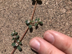 Euphorbia albomarginata