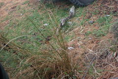 Juncus distegus