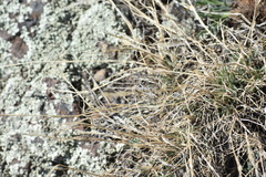 Muhlenbergia alopecuroides