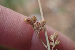 Juncus distegus