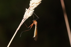 Harpobittacus