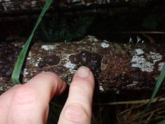 Exidia novozealandica