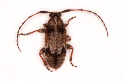 Exocentrus echinulus