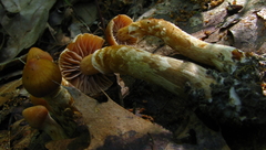 Cortinarius distans