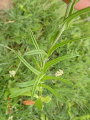 Helichrysum miconiifolium