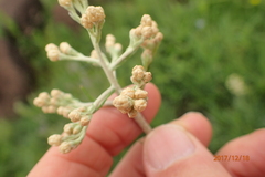 Helichrysum miconiifolium