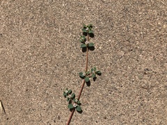 Euphorbia albomarginata