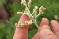Helichrysum miconiifolium