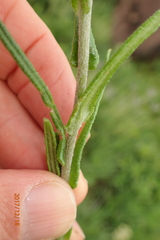 Helichrysum miconiifolium