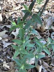 Monarda bradburiana