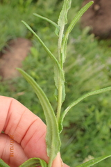 Helichrysum miconiifolium