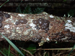 Exidia novozealandica