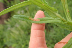 Helichrysum miconiifolium
