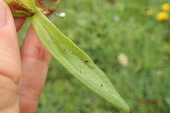 Helichrysum miconiifolium
