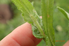 Helichrysum miconiifolium